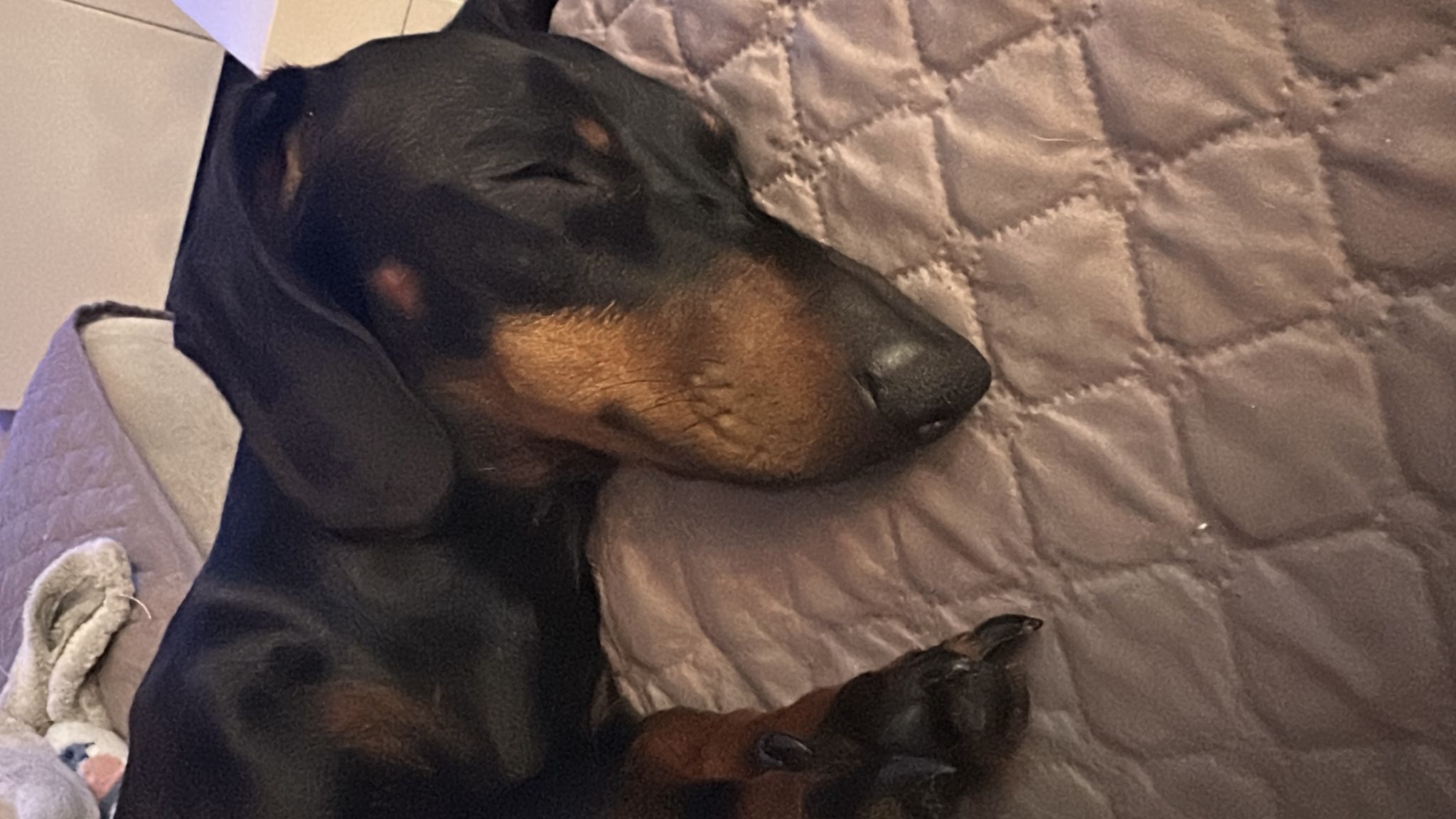 Salchispi con su dueño